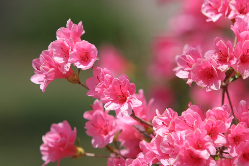 Spring Blossoms — Beautiful Spring tree blossoms — Scenic
