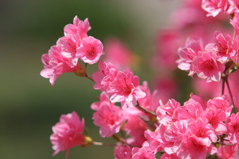 Spring Blossoms — Beautiful Spring tree blossoms — Scenic