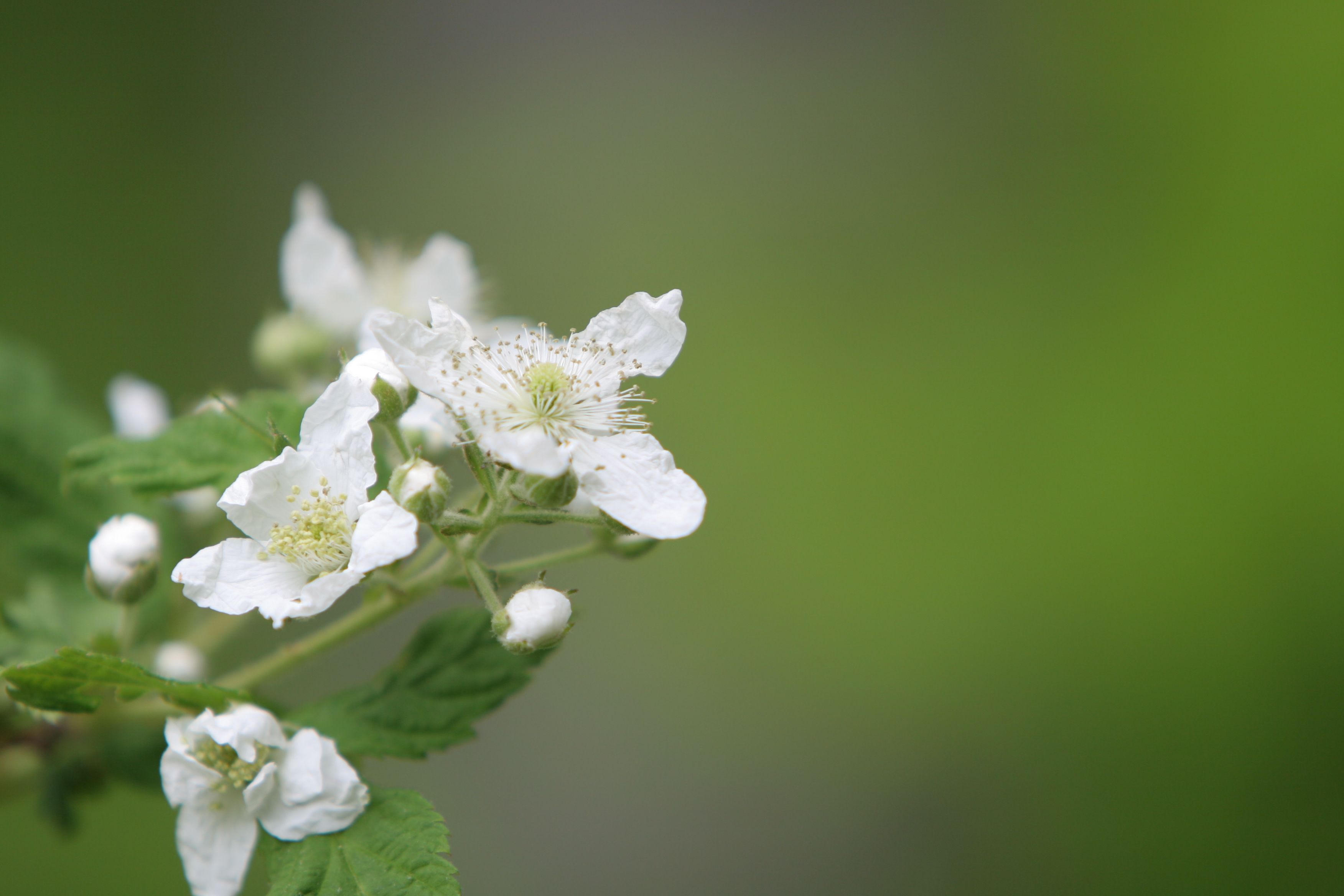 Spring Blossoms