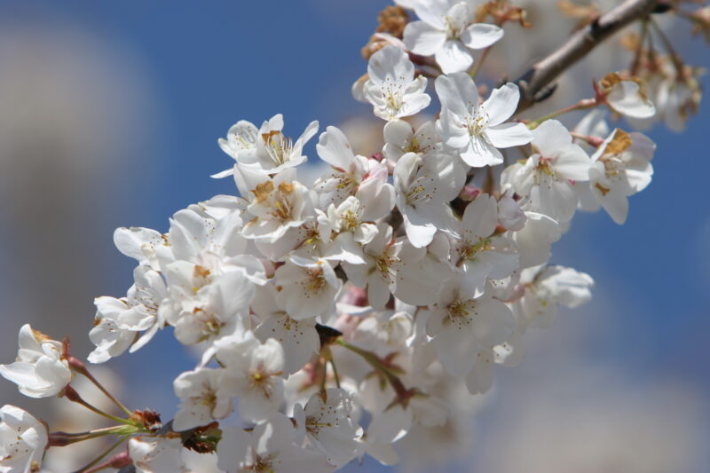 Spring Blossoms — Beautiful Spring tree blossoms — Spring, trees, blossoms, flowers, Scenic
