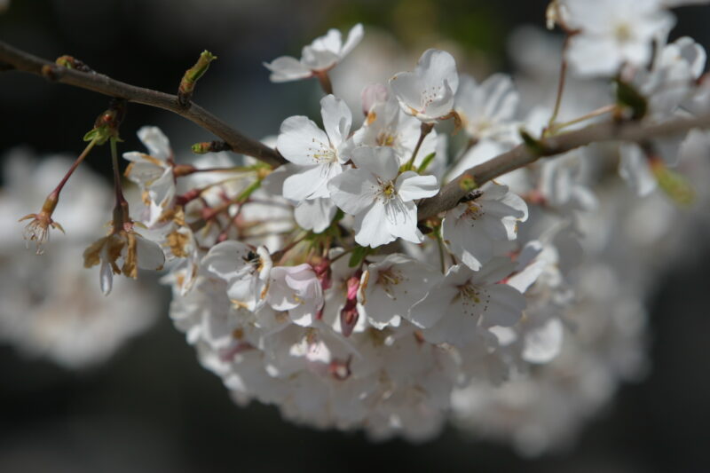 Spring Blossoms — Beautiful Spring tree blossoms — Spring, trees, blossoms, flowers, Scenic