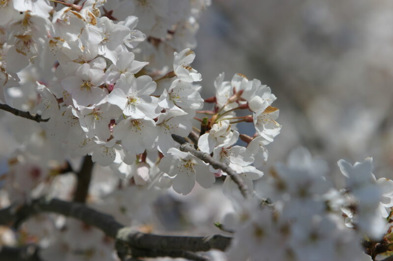 Spring Blossoms — Beautiful Spring tree blossoms — Spring, trees, blossoms, flowers, Scenic