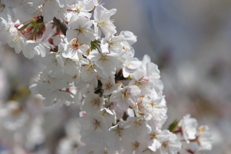 Spring Blossoms — Beautiful Spring tree blossoms — Spring, trees, blossoms, flowers, Scenic