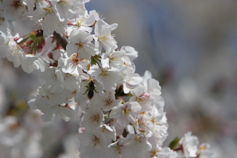 Spring Blossoms — Beautiful Spring tree blossoms — Spring, trees, blossoms, flowers, Scenic