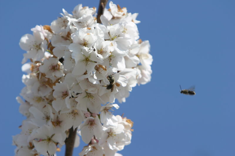 Spring Blossoms — Beautiful Spring tree blossoms — Spring, trees, blossoms, flowers, Scenic