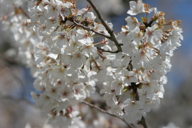 Spring Blossoms — Beautiful Spring tree blossoms — Spring, trees, blossoms, flowers, Scenic