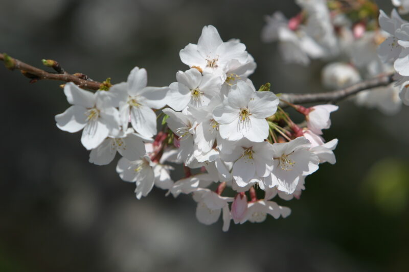 Spring Blossoms — Beautiful Spring tree blossoms — Spring, trees, blossoms, flowers, Scenic