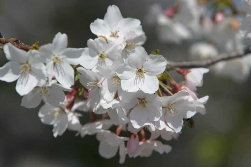 Spring Blossoms — Beautiful Spring tree blossoms — Spring, trees, blossoms, flowers, Scenic