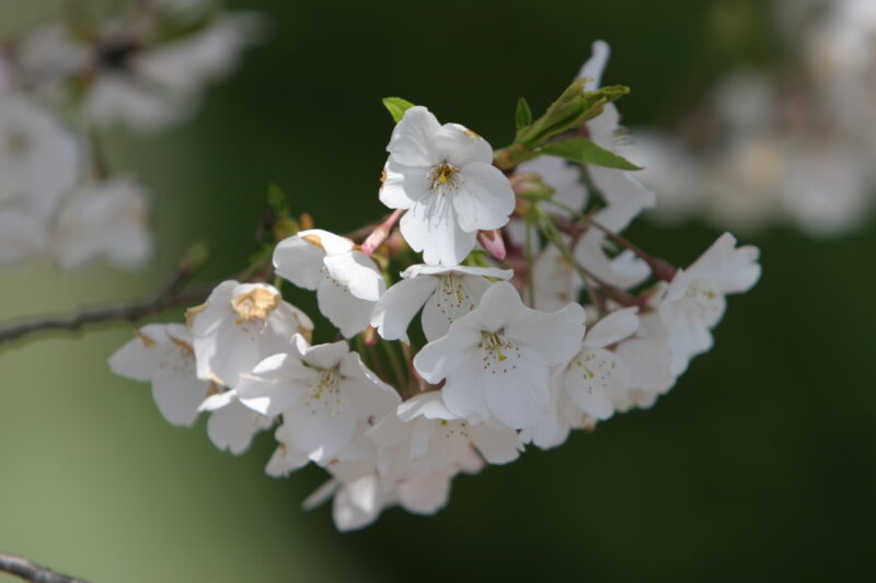Spring Blossoms — Beautiful Spring tree blossoms — Spring, trees, blossoms, flowers, Scenic