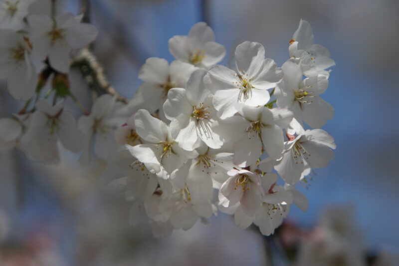 Spring Blossoms — Beautiful Spring tree blossoms — Spring, trees, blossoms, flowers, Scenic
