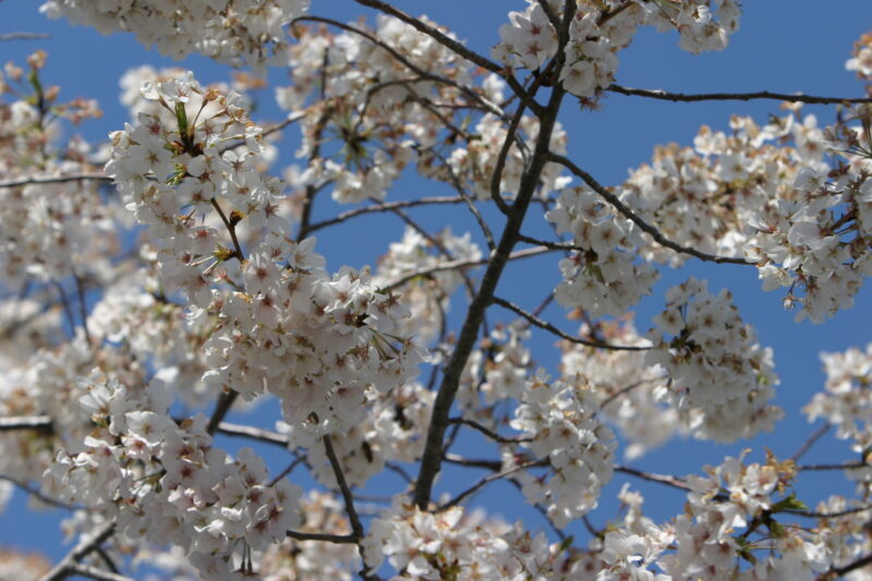 Spring Blossoms — Beautiful Spring tree blossoms — Spring, trees, blossoms, flowers, Scenic
