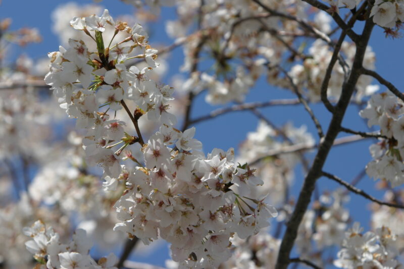 Spring Blossoms — Beautiful Spring tree blossoms — Spring, trees, blossoms, flowers, Scenic