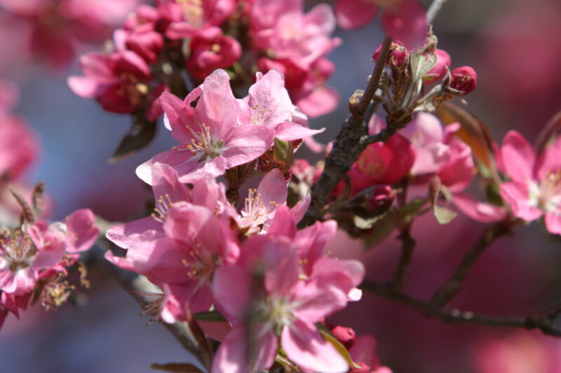 Spring Blossoms — Beautiful Spring tree blossoms — Spring, trees, blossoms, flowers, Scenic