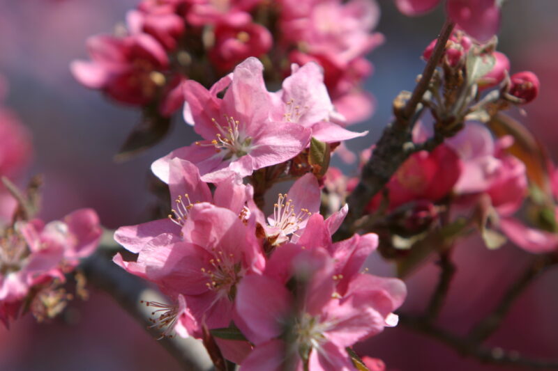 Spring Blossoms — Beautiful Spring tree blossoms — Spring, trees, blossoms, flowers, Scenic