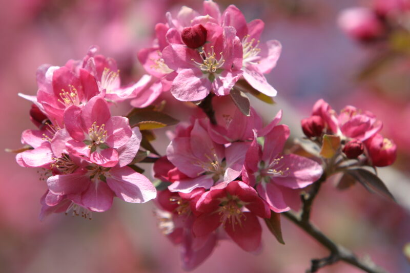 Spring Blossoms — Beautiful Spring tree blossoms — Spring, trees, blossoms, flowers, Scenic