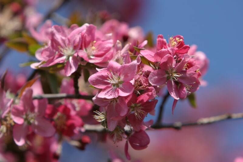 Spring Blossoms — Beautiful Spring tree blossoms — Spring, trees, blossoms, flowers, Scenic