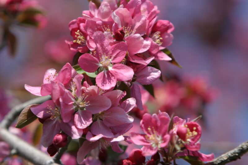 Spring Blossoms — Beautiful Spring tree blossoms — Spring, trees, blossoms, flowers, Scenic