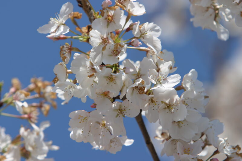 Spring Blossoms — Beautiful Spring tree blossoms — Spring, trees, blossoms, flowers, Scenic