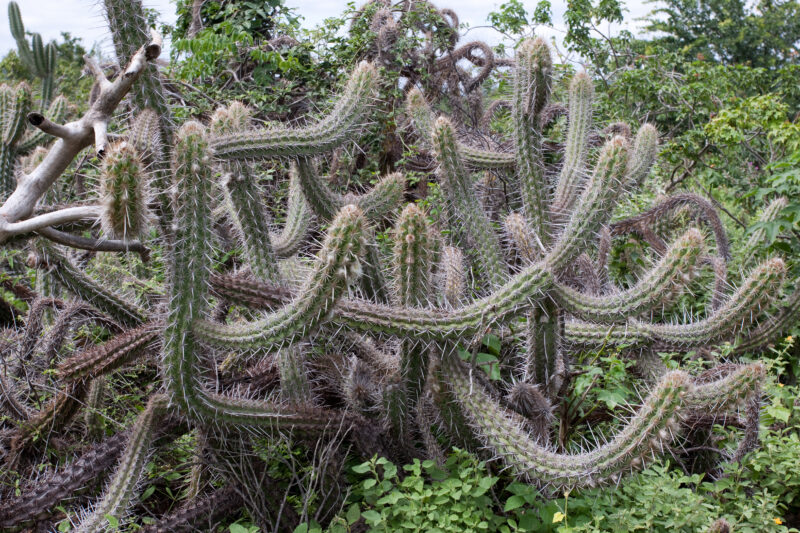 Photo: WVI_001321 — Brazil, South America