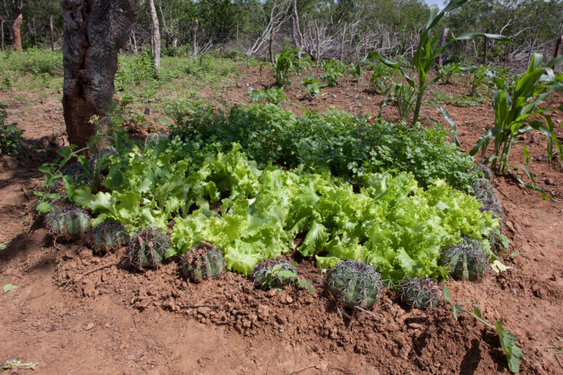 Photo: WVI_001322 — Brazil, South America