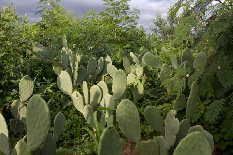 Photo: WVI_001329 — Brazil, South America