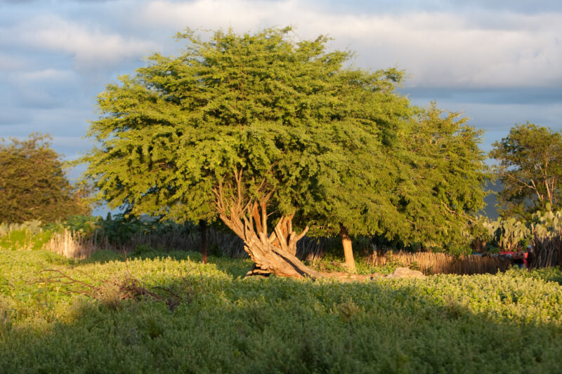 Photo: WVI_001331 — Brazil, South America