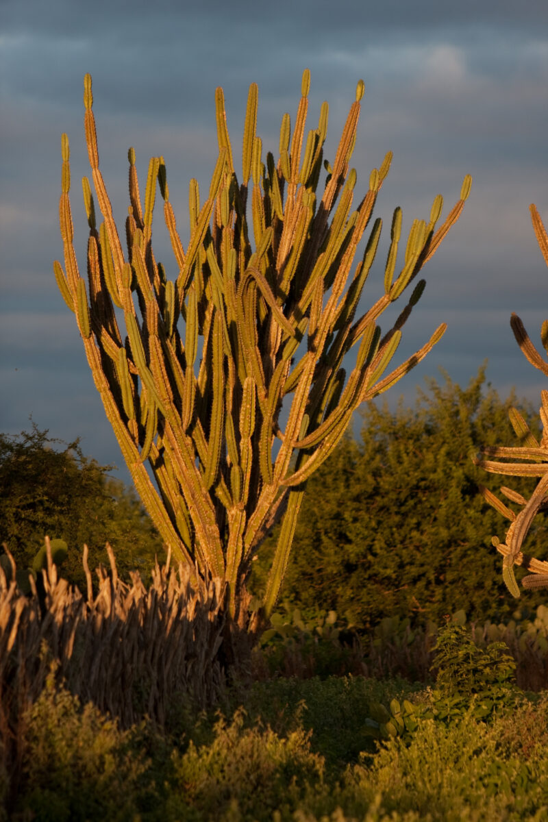 Photo: WVI_001332 — Brazil, South America