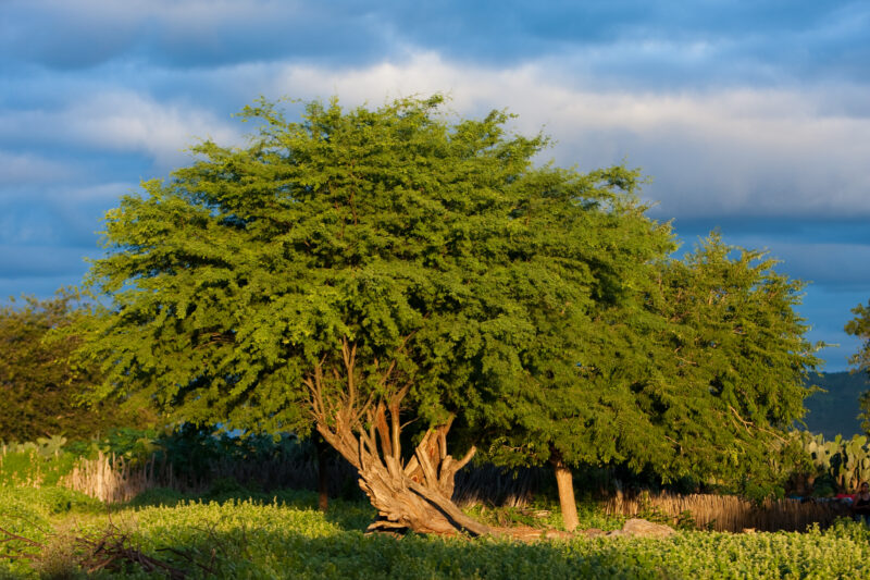 Photo: WVI_001333 — Brazil, South America