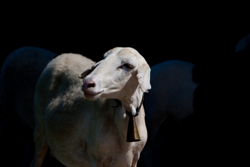 WVI_001334 — Brazil, South America, Sheep