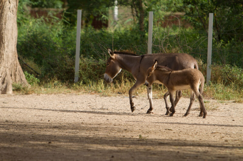 Donkey and Colt — Africa, West Africa, Burkina Faso, poor, poverty