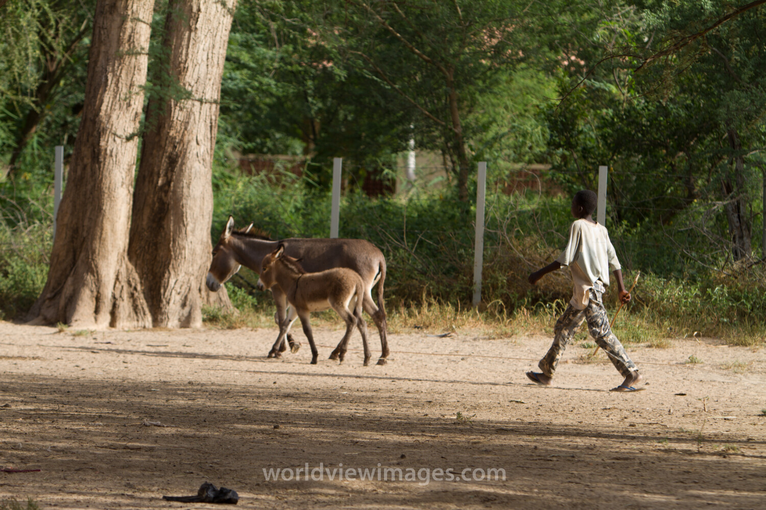 Boy with Donkey and Colt