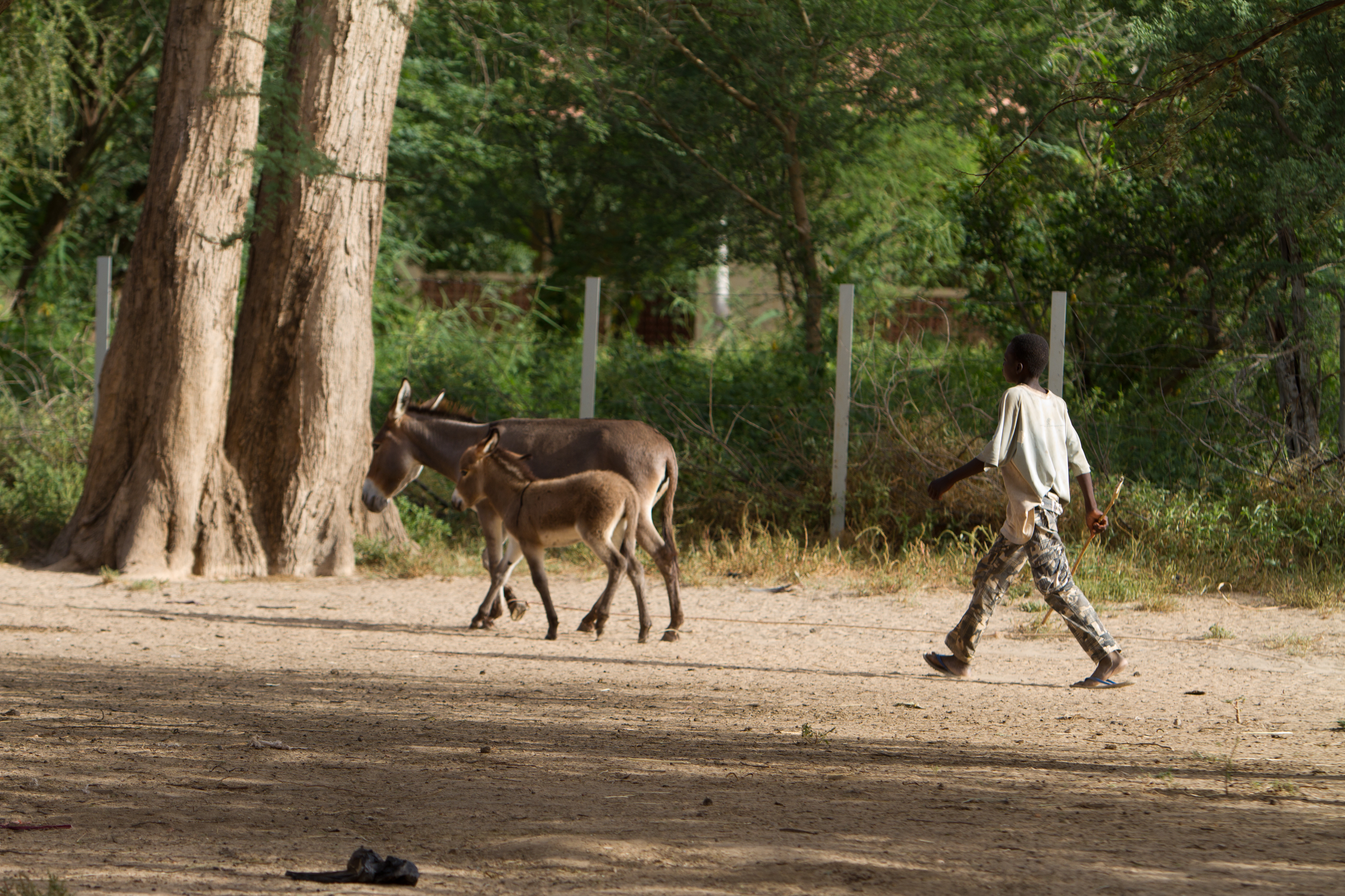 Boy with Donkey and Colt