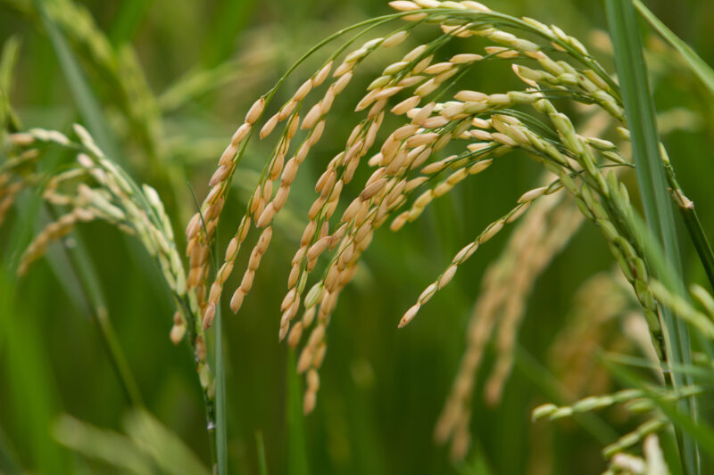 Rice — Africa, West Africa, Burkina Faso, farming, agriculture