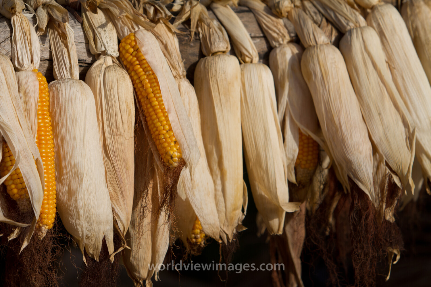 Maize