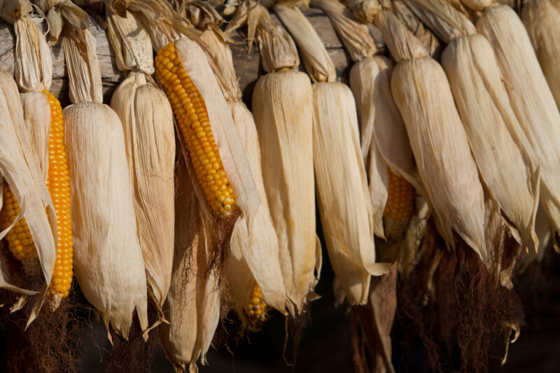 Maize — Africa, West Africa, Burkina Faso, poor, poverty