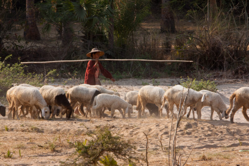 Herding Sheep — Woman walks with her sheep in Myanmar, taking them to water. — Burma, Myanmar, hurding, shepherding, sheep