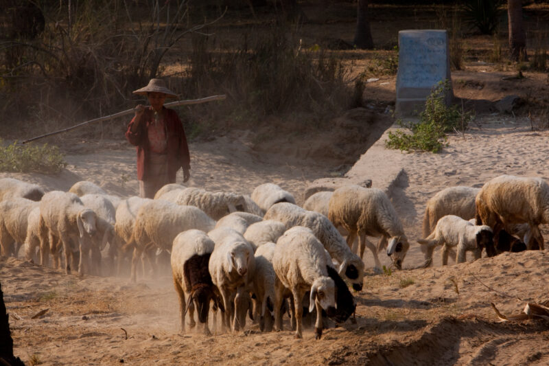 Herding Sheep — Woman walks with her sheep in Myanmar, taking them to water. — Burma, Myanmar, hurding, shepherding, sheep