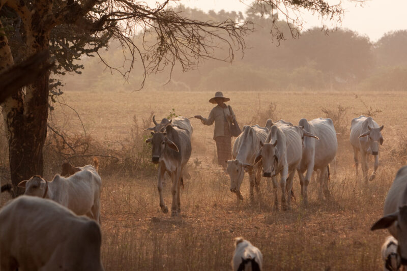 Myanmar — Burma, Myanmar, cows, woman, hurding