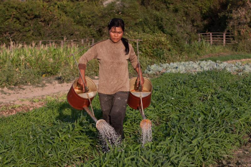 Watering Garden — Woman waters her morning Glory plants in her market garden as an income generation project that she has learned through her women's group s...