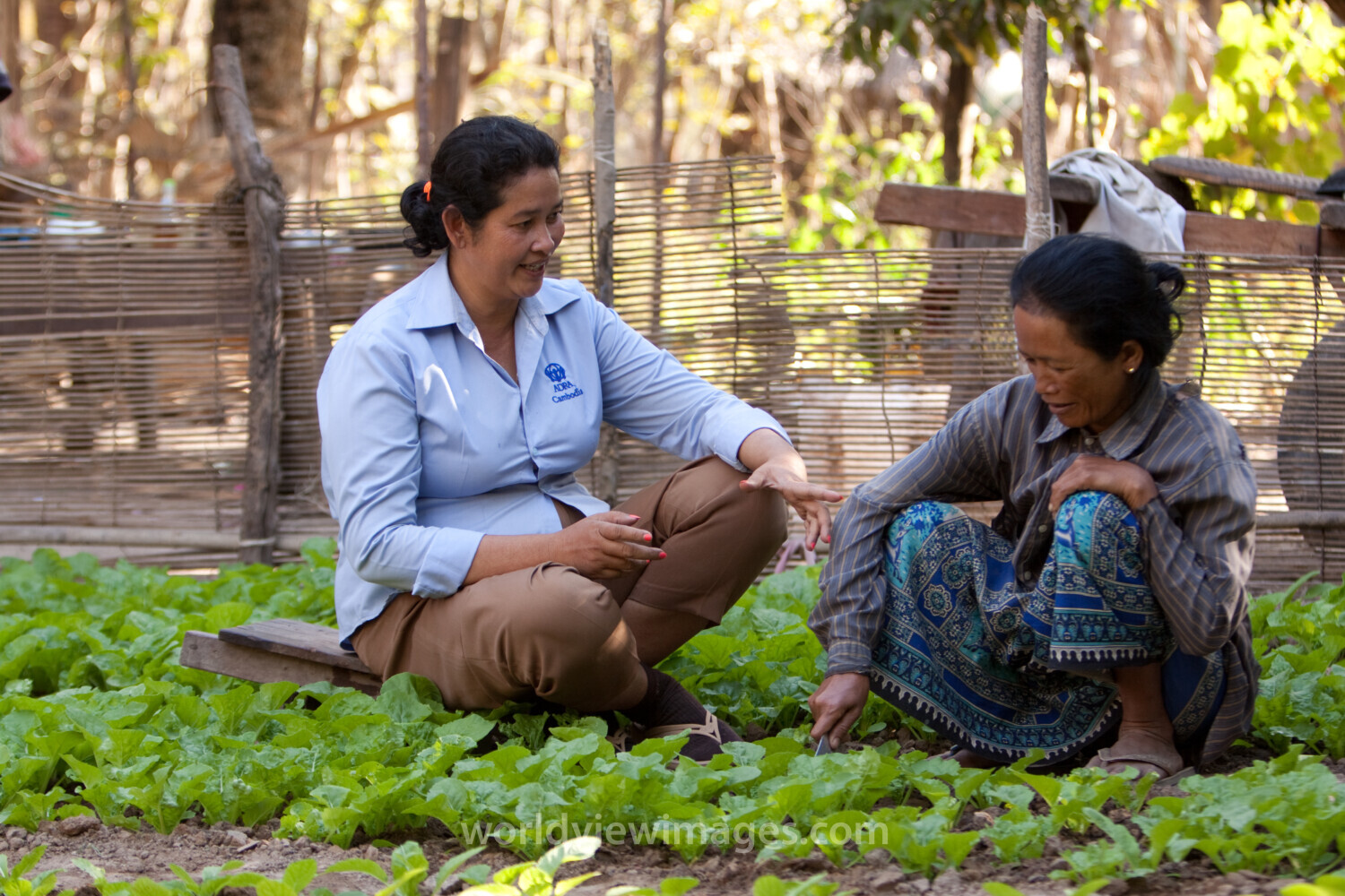 Agricultural Instruction in Cambodia