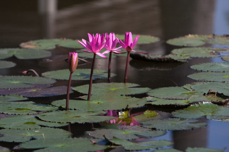 Water Lilies — Stock Image of water lilie — Cambodia, flowers, pond, lake, water lilie