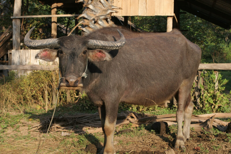 Water Buffalo in Cambodia — Water Baffaloe are used in many Asian countries as strong plow animals. — Cambodia, water buffalo, animals, fauna, plow animals