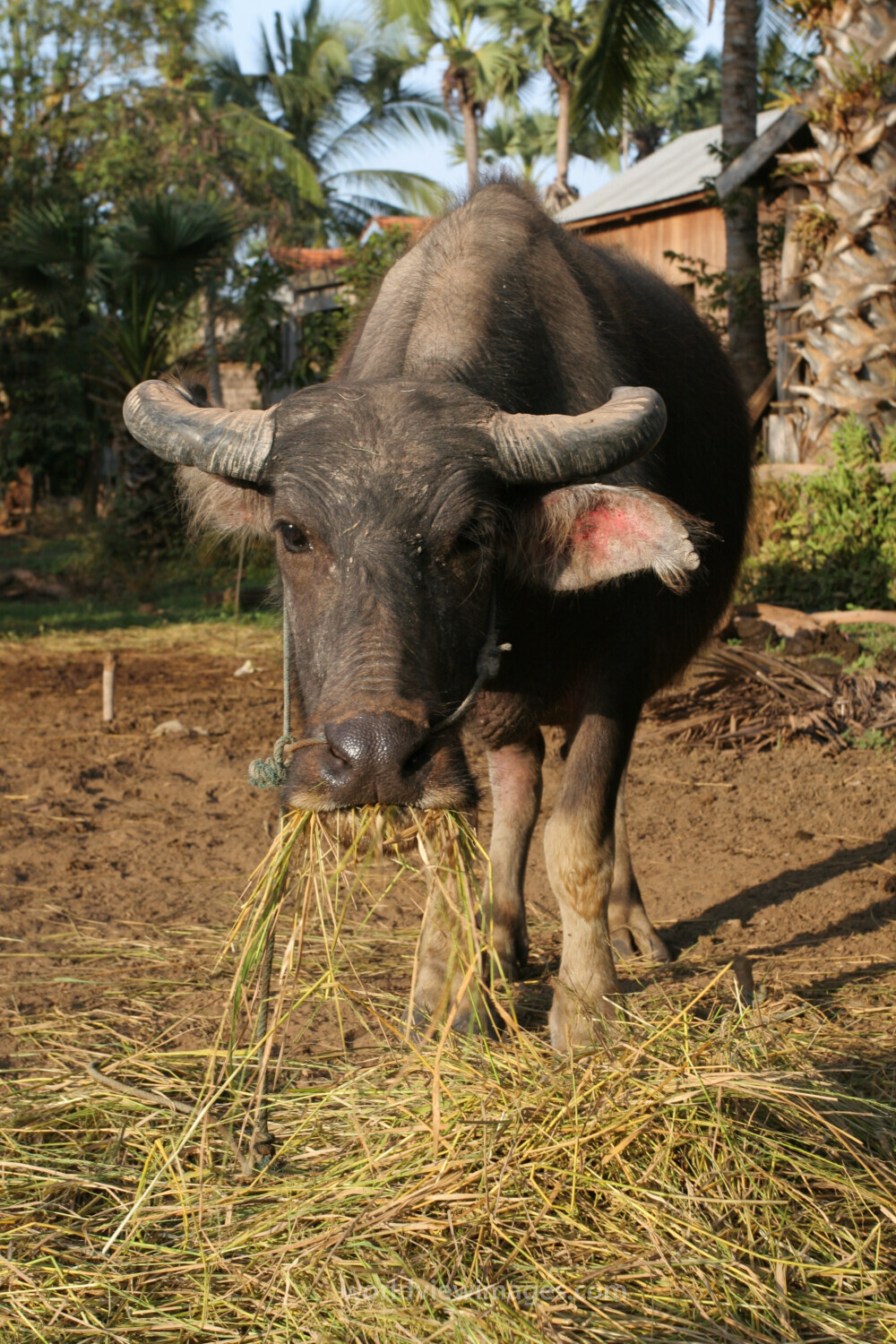Water Buffalo in Cambodia