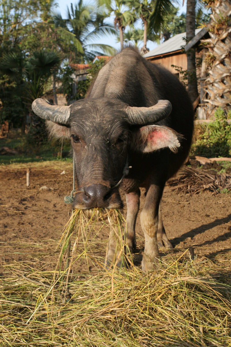 Water Buffalo in Cambodia — Water Baffaloe are used in many Asian countries as strong plow animals. — Cambodia, water buffalo, animals, fauna, plow animals