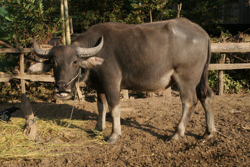 Water Buffalo in Cambodia — Water Baffaloe are used in many Asian countries as strong plow animals. — Cambodia, water buffalo, animals, fauna, plow animals