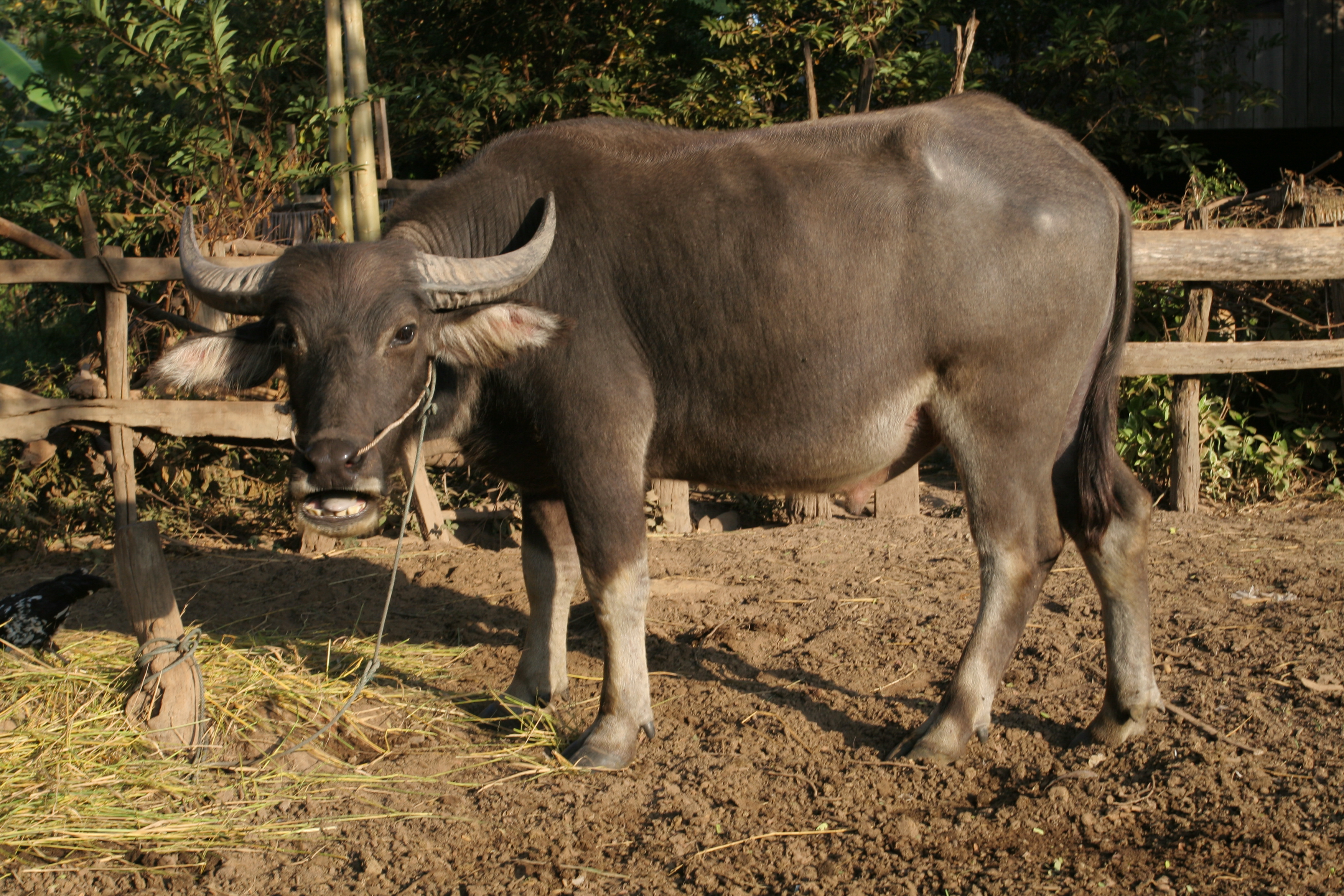 Water Buffalo in Cambodia