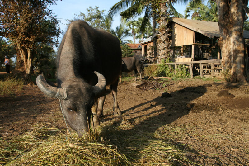 Water Buffalo in Cambodia — Water Baffaloe are used in many Asian countries as strong plow animals. — Cambodia, water buffalo, animals, fauna, plow animals