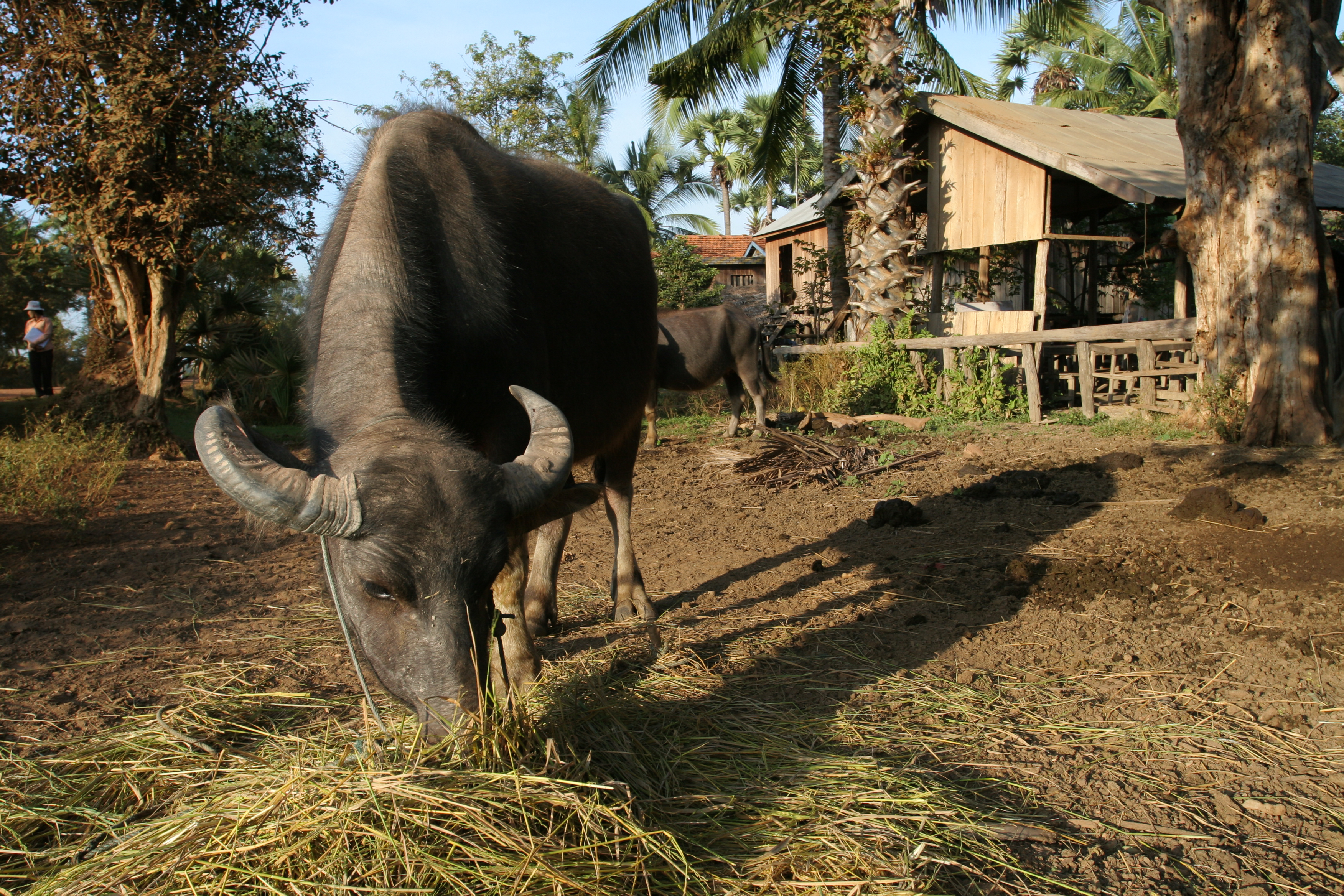 Water Buffalo in Cambodia