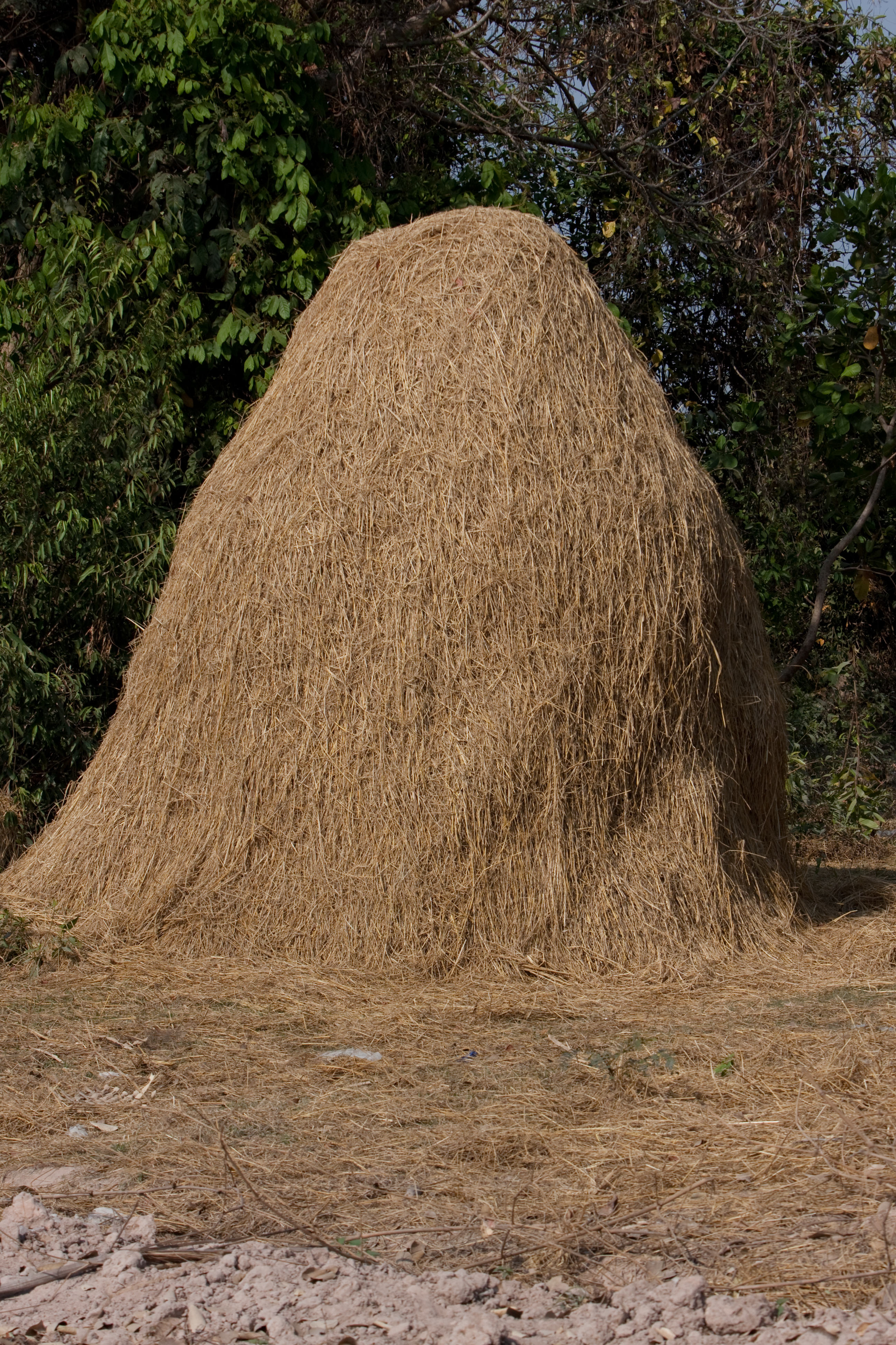 Haystack in Cambodia