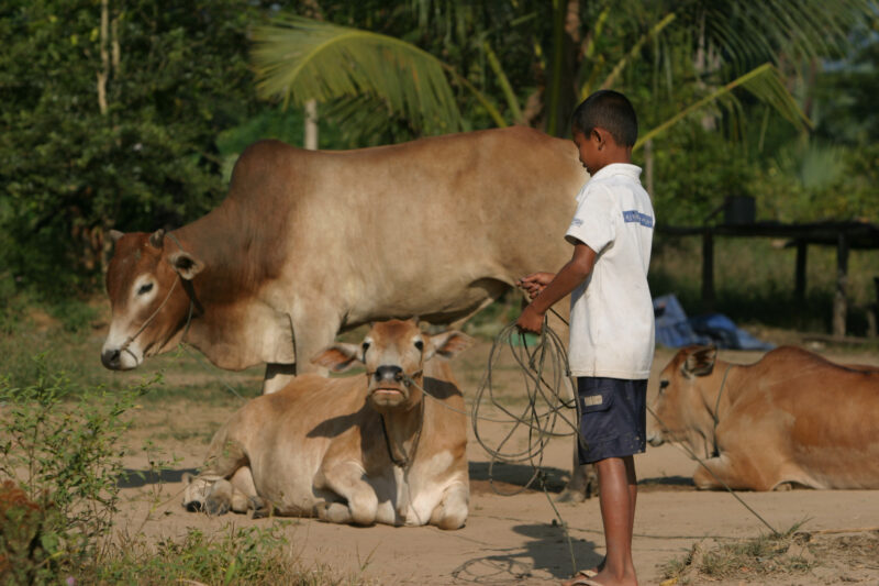 Boy and his Cows in Cambodia